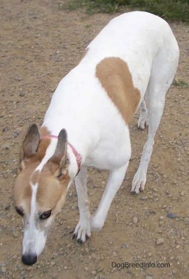 A white with tan Greyhound is walking towards a person in dirt